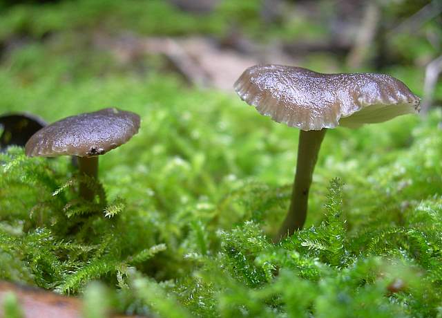 Camarophyllopsis atrovelutina  (Romagn.)  Argaud
